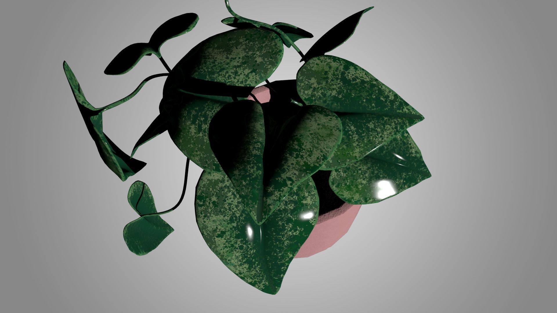 Pothos 3D model_3