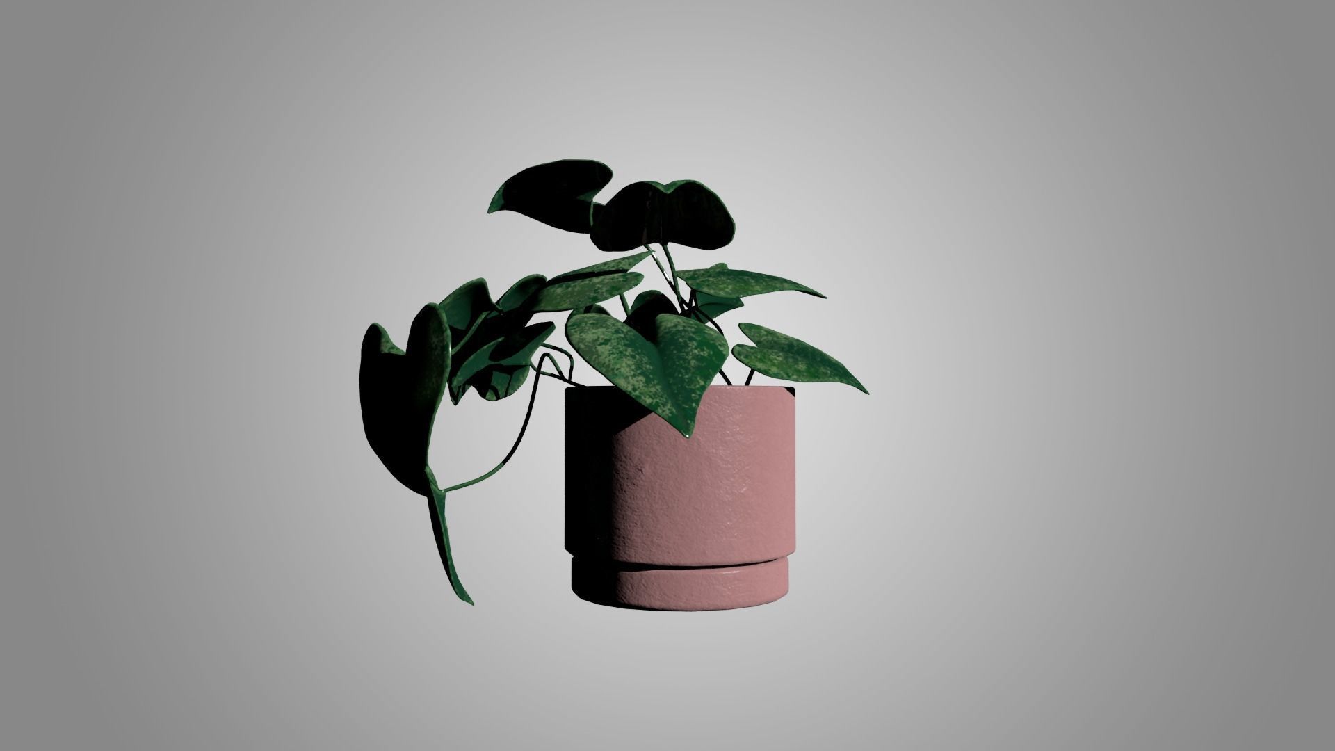 Pothos 3D model_2