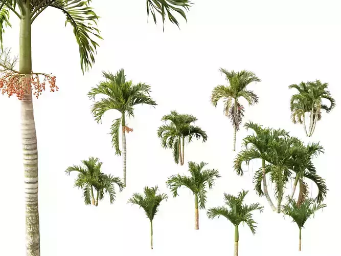 Adonidia merrillii - Christmas Palm 3D model