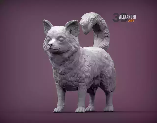 Long haired chihuahua