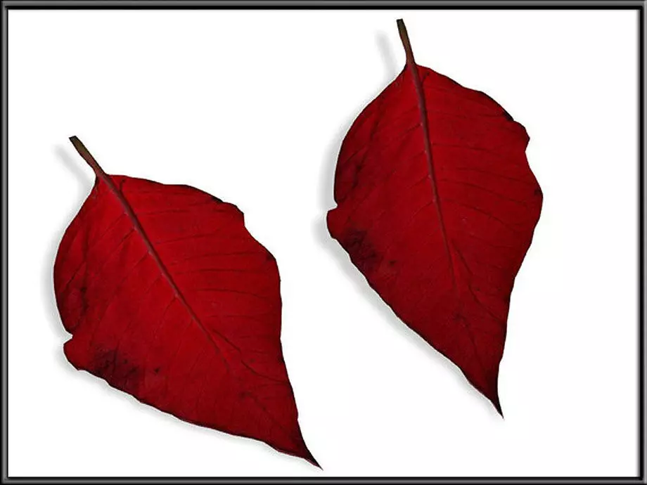 Leaf 03 Low-poly 3D model_0