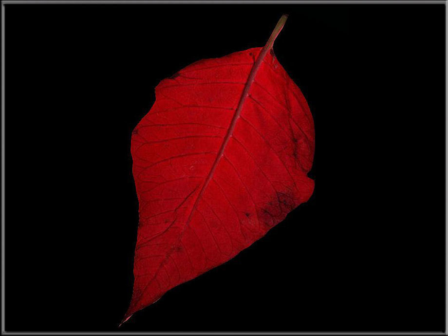 Leaf 03 Low-poly 3D model_1