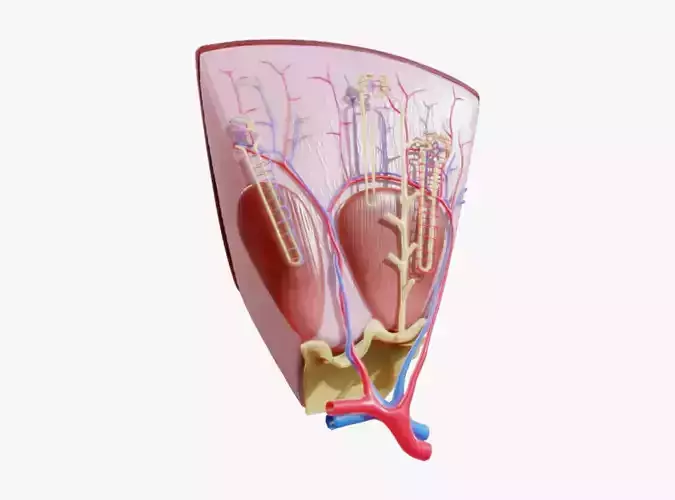 Kidney Nephron Structure Anatomy 3D model