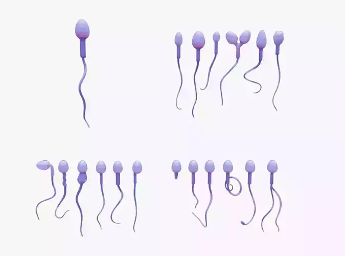 Sperm Morphology Normal and Abnormal Low-poly 3D model