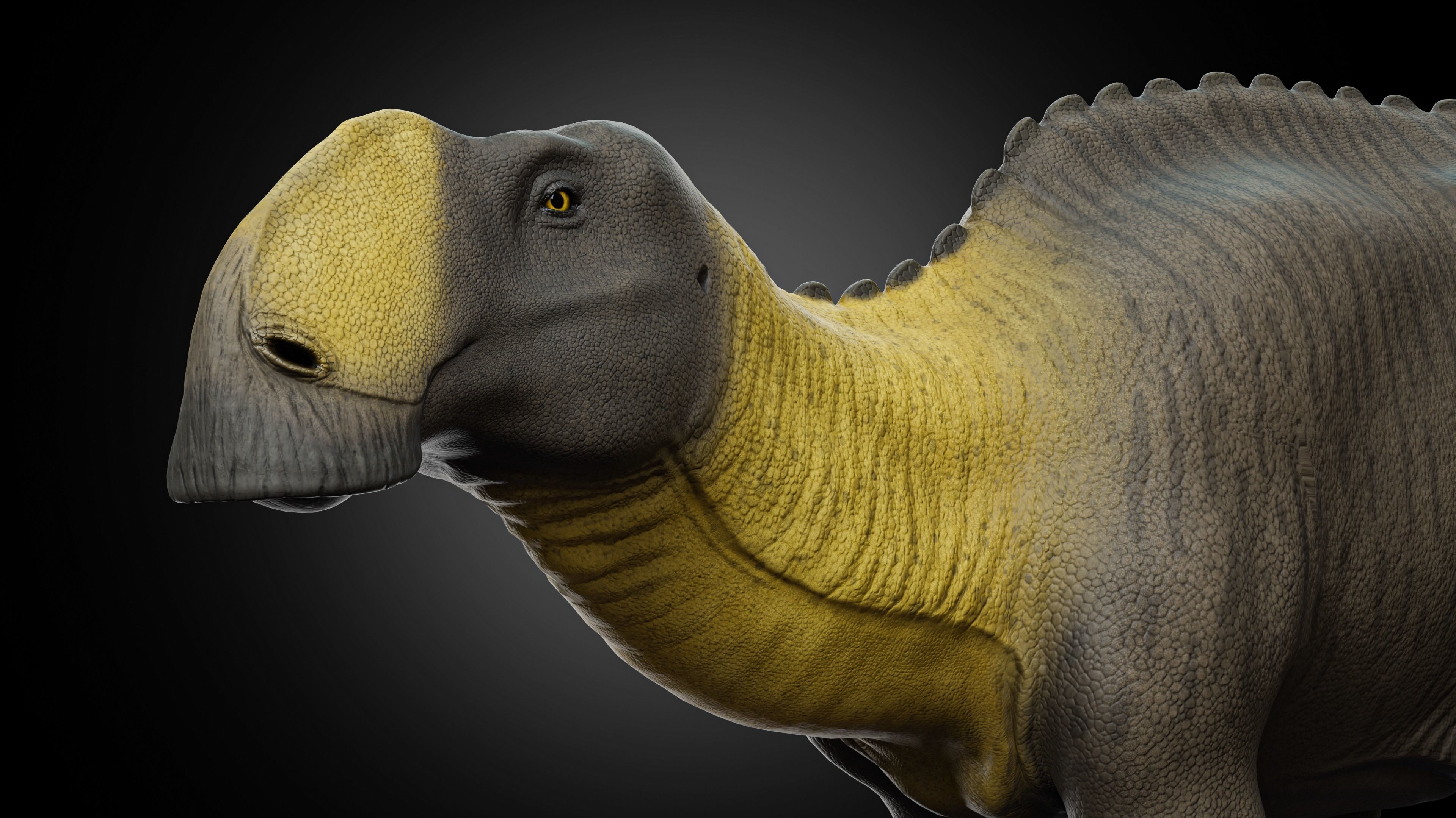 Gryposaurus notabilis Low-poly 3D model_2