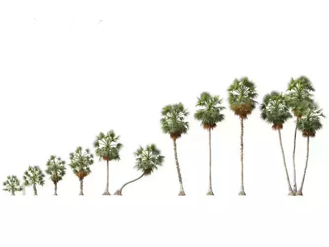 Borassus flabellifer - palmyra palm