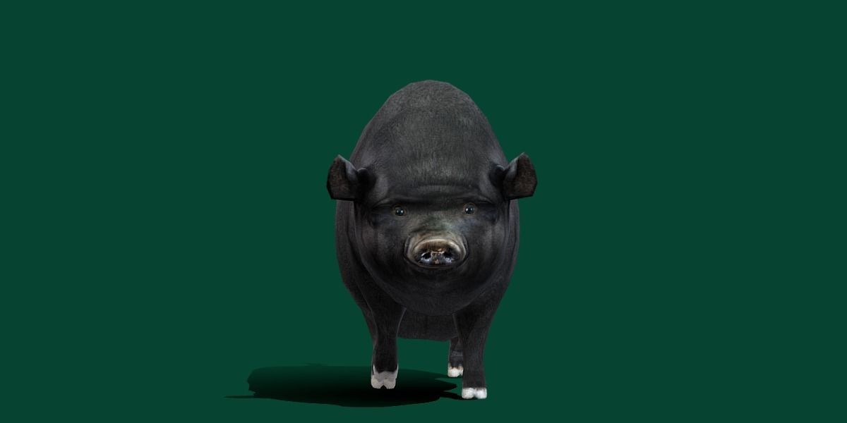 Vietnamese Pot-Bellied Pig Animal Low-poly 3D model_23