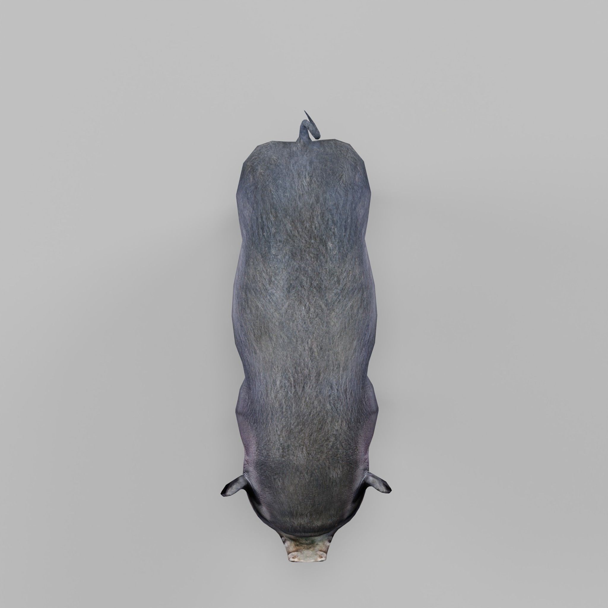 Vietnamese Pot-Bellied Pig Animal Low-poly 3D model_6