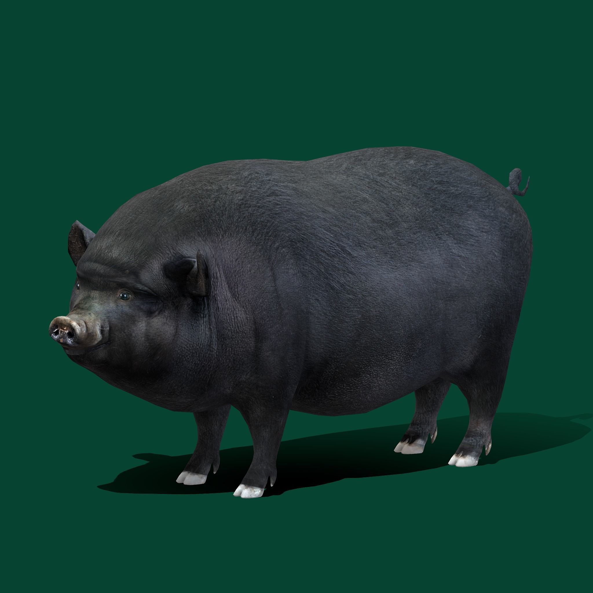 Vietnamese Pot-Bellied Pig Animal Low-poly 3D model_27
