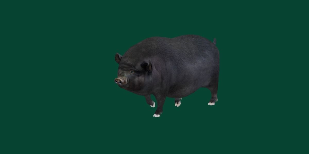 Vietnamese Pot-Bellied Pig Animal Low-poly 3D model_18