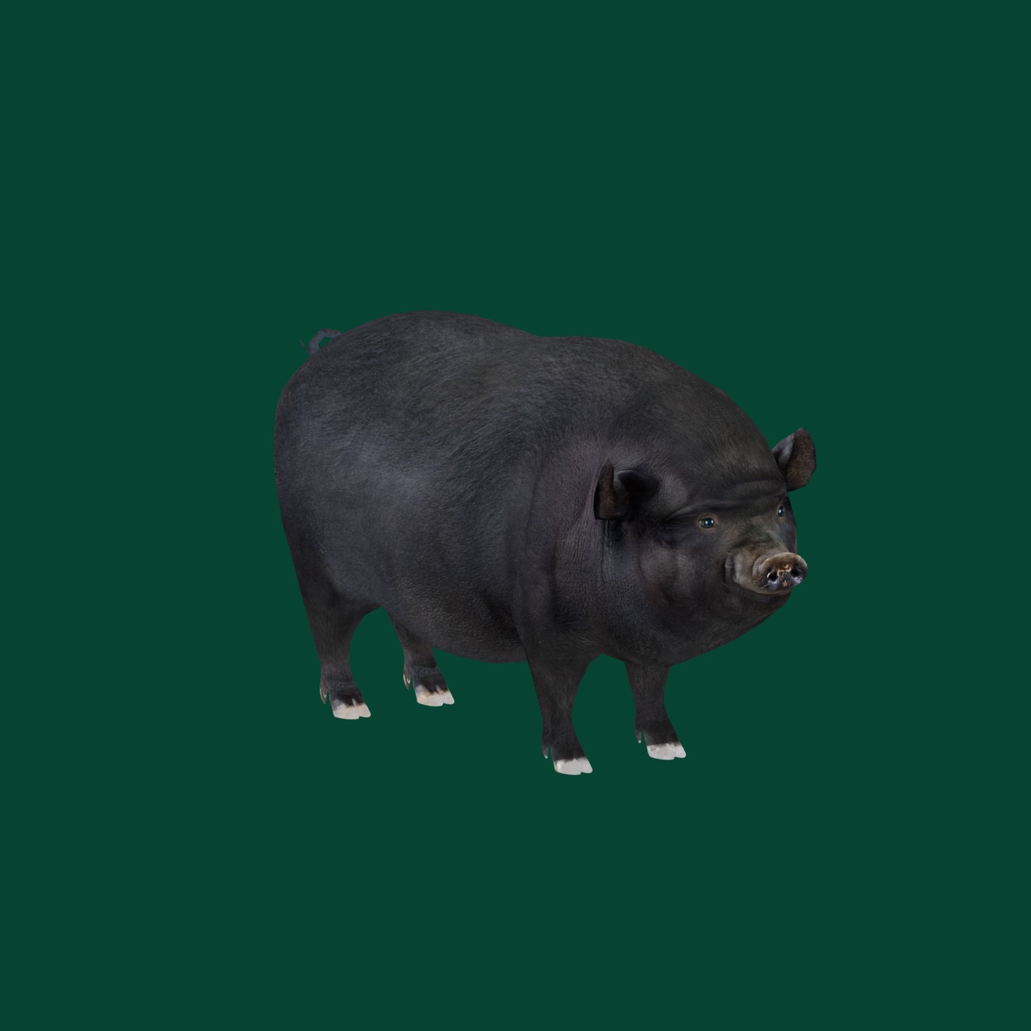 Vietnamese Pot-Bellied Pig Animal Low-poly 3D model_25