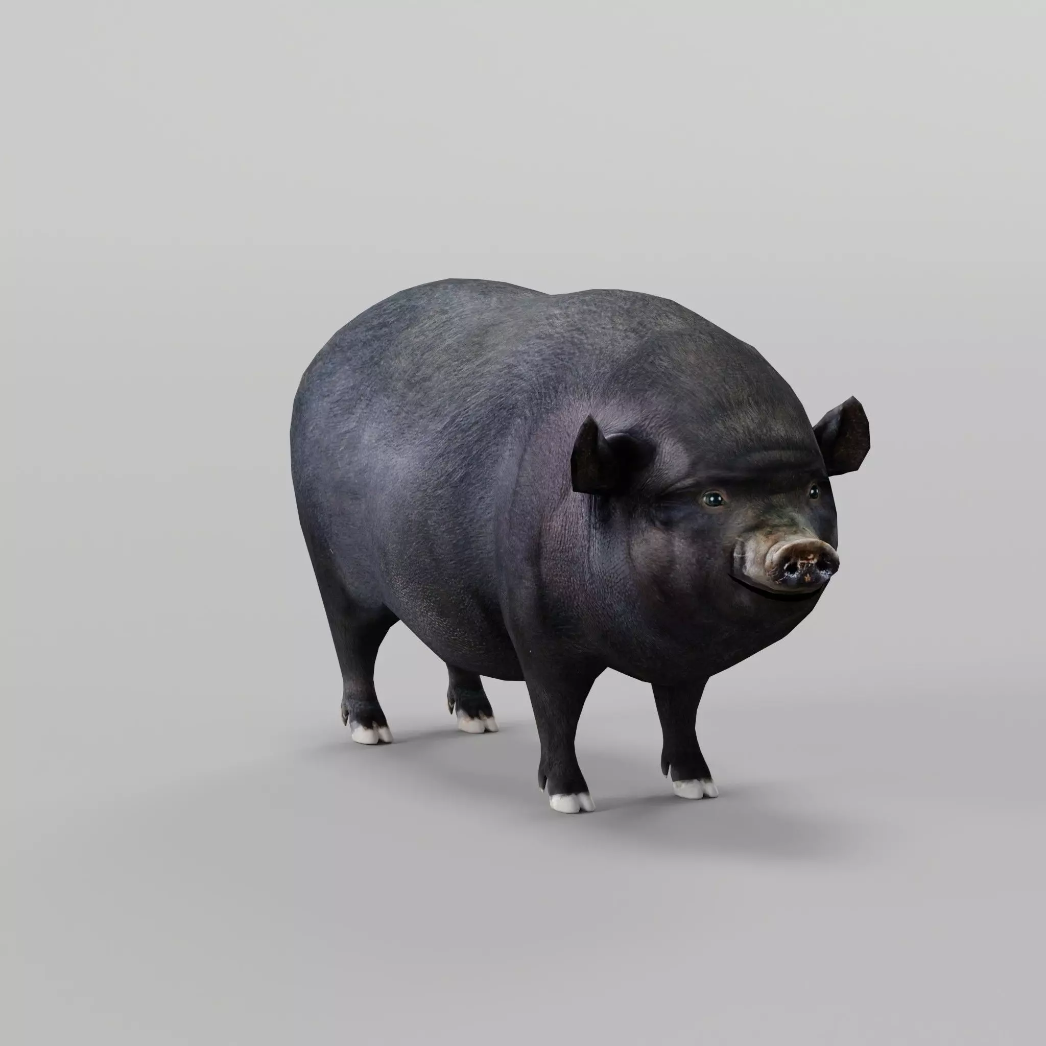 Vietnamese Pot-Bellied Pig Animal Low-poly 3D model_0