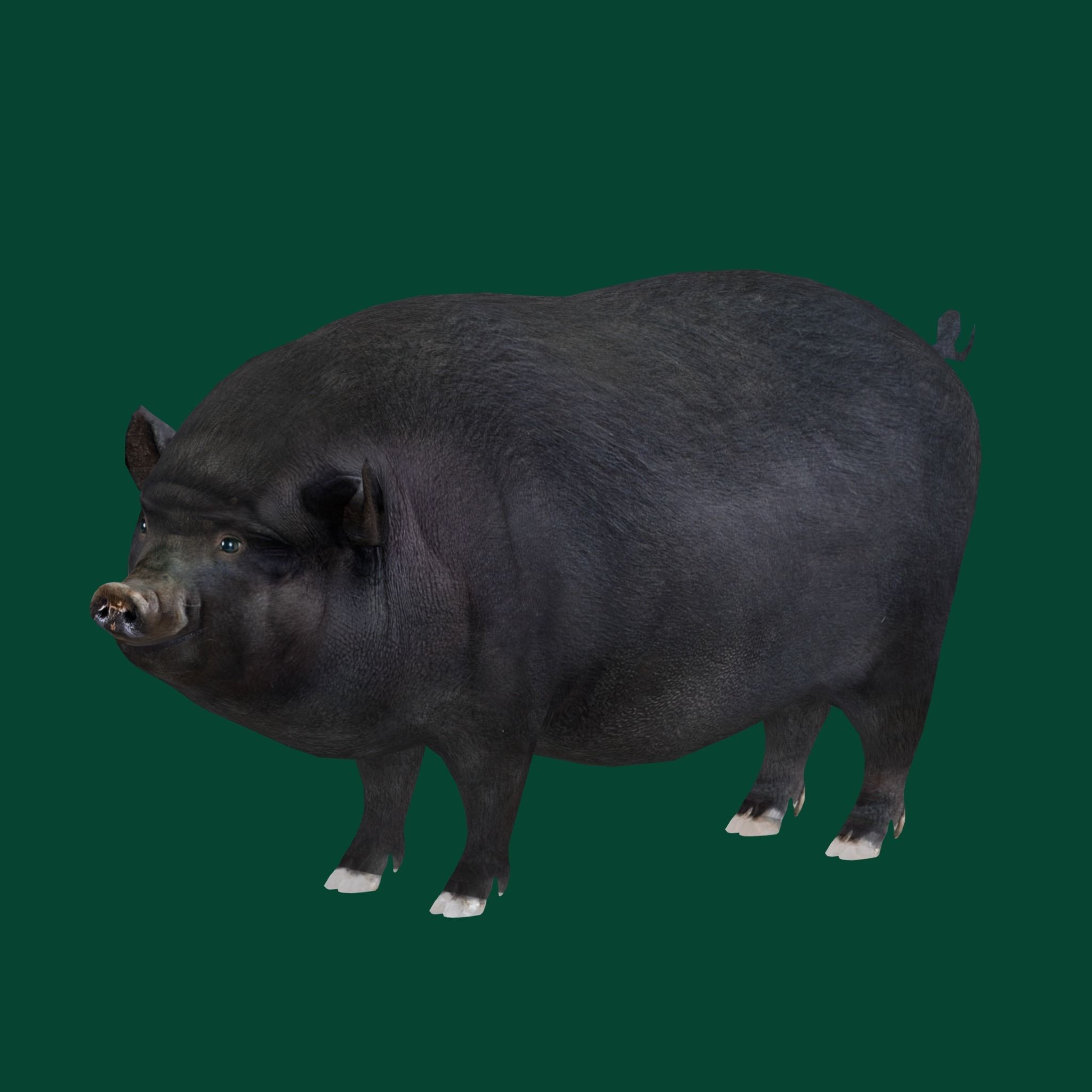 Vietnamese Pot-Bellied Pig Animal Low-poly 3D model_22