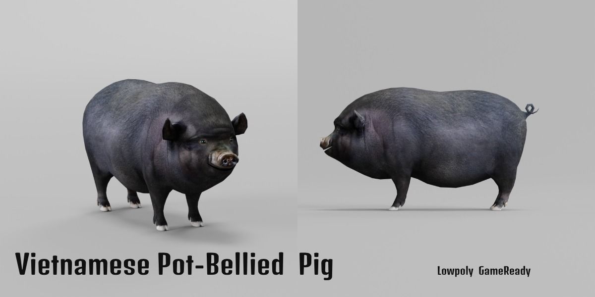 Vietnamese Pot-Bellied Pig Animal Low-poly 3D model_26