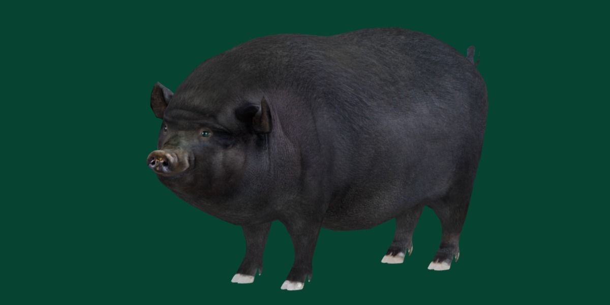 Vietnamese Pot-Bellied Pig Animal Low-poly 3D model_24