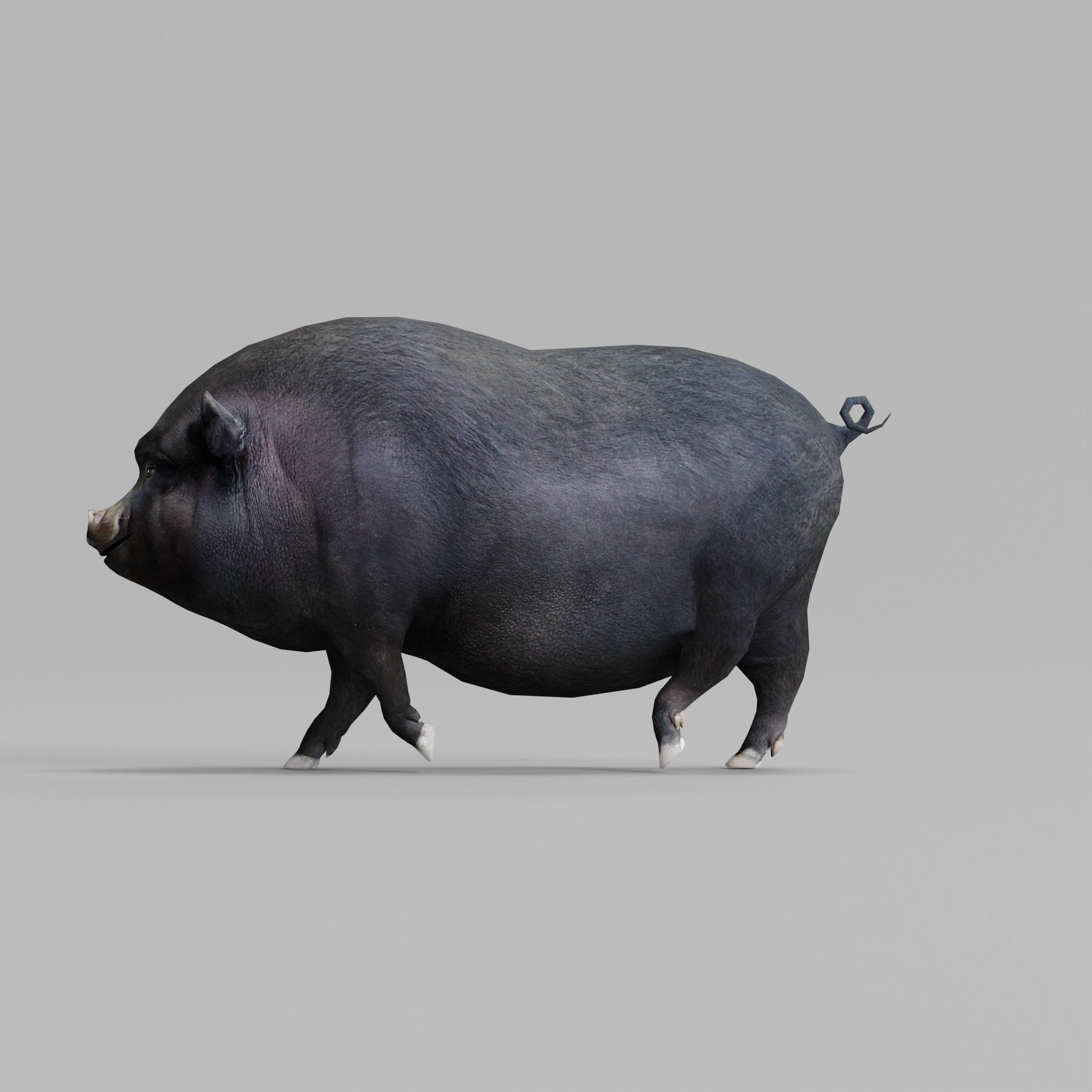Vietnamese Pot-Bellied Pig Animal Low-poly 3D model_3