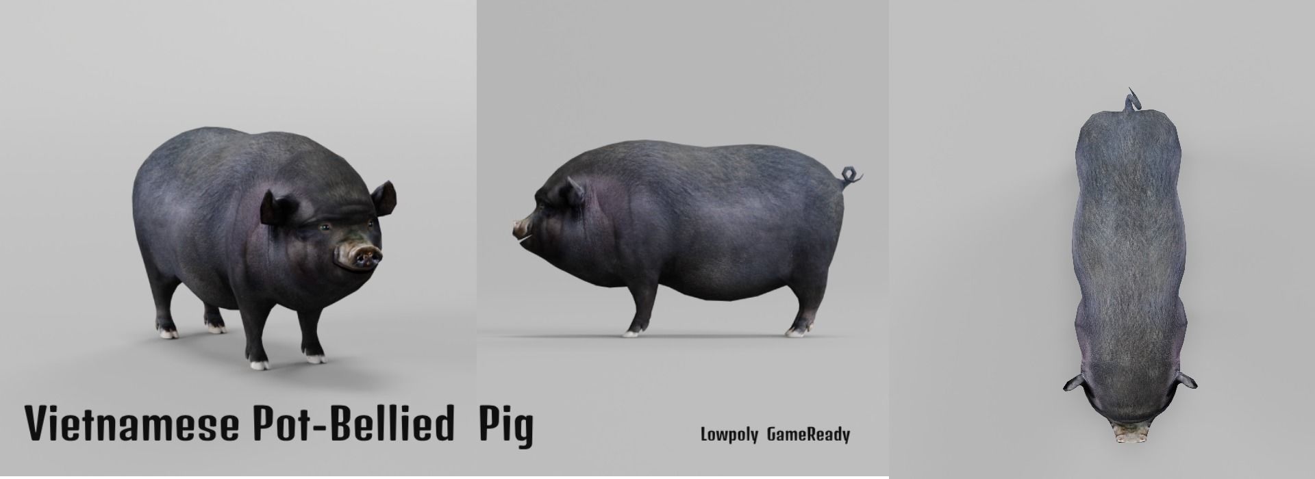 Vietnamese Pot-Bellied Pig Animal Low-poly 3D model_28