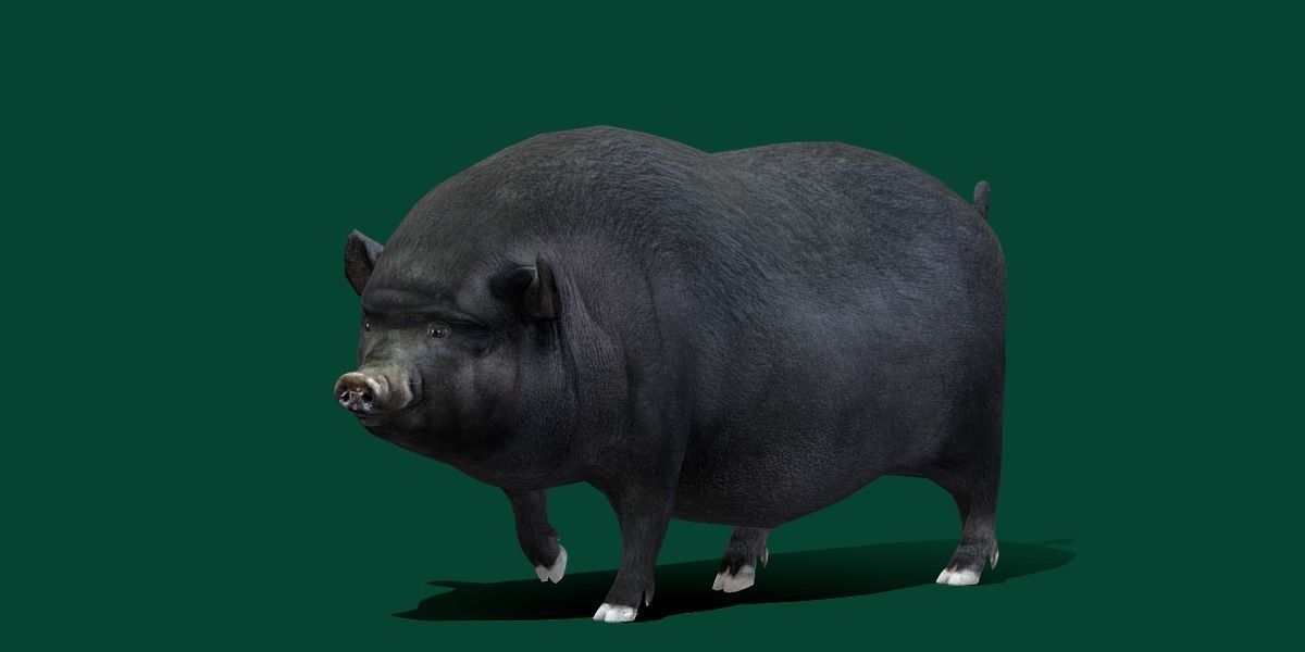 Vietnamese Pot-Bellied Pig Animal Low-poly 3D model_12