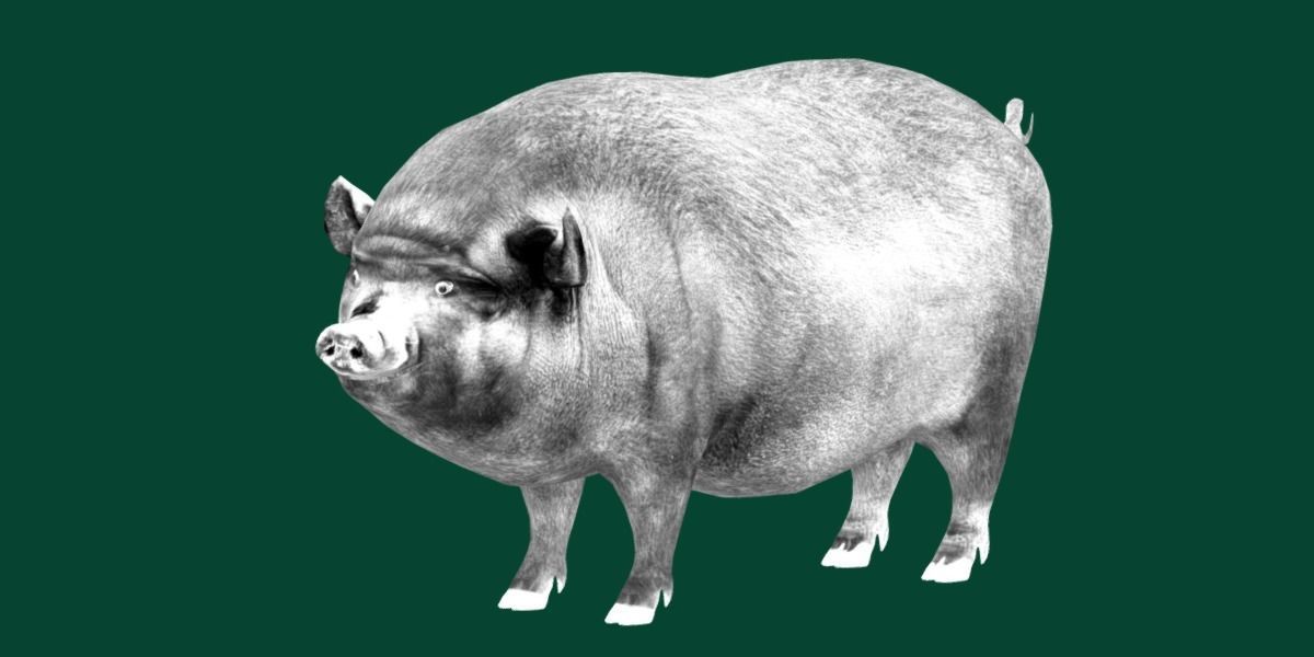 Vietnamese Pot-Bellied Pig Animal Low-poly 3D model_20