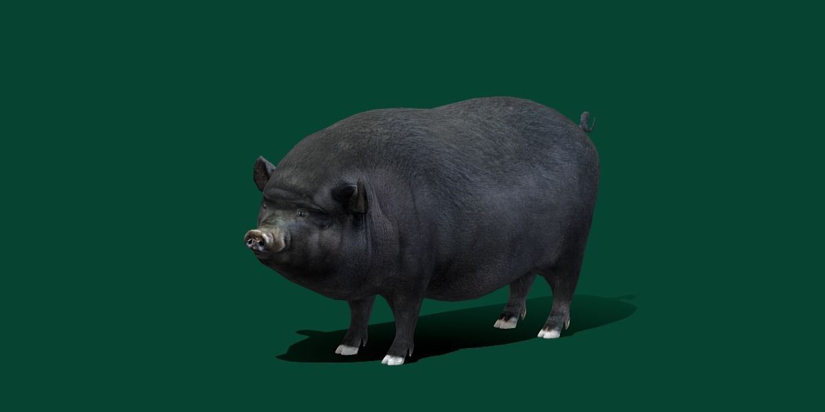 Vietnamese Pot-Bellied Pig Animal Low-poly 3D model_11