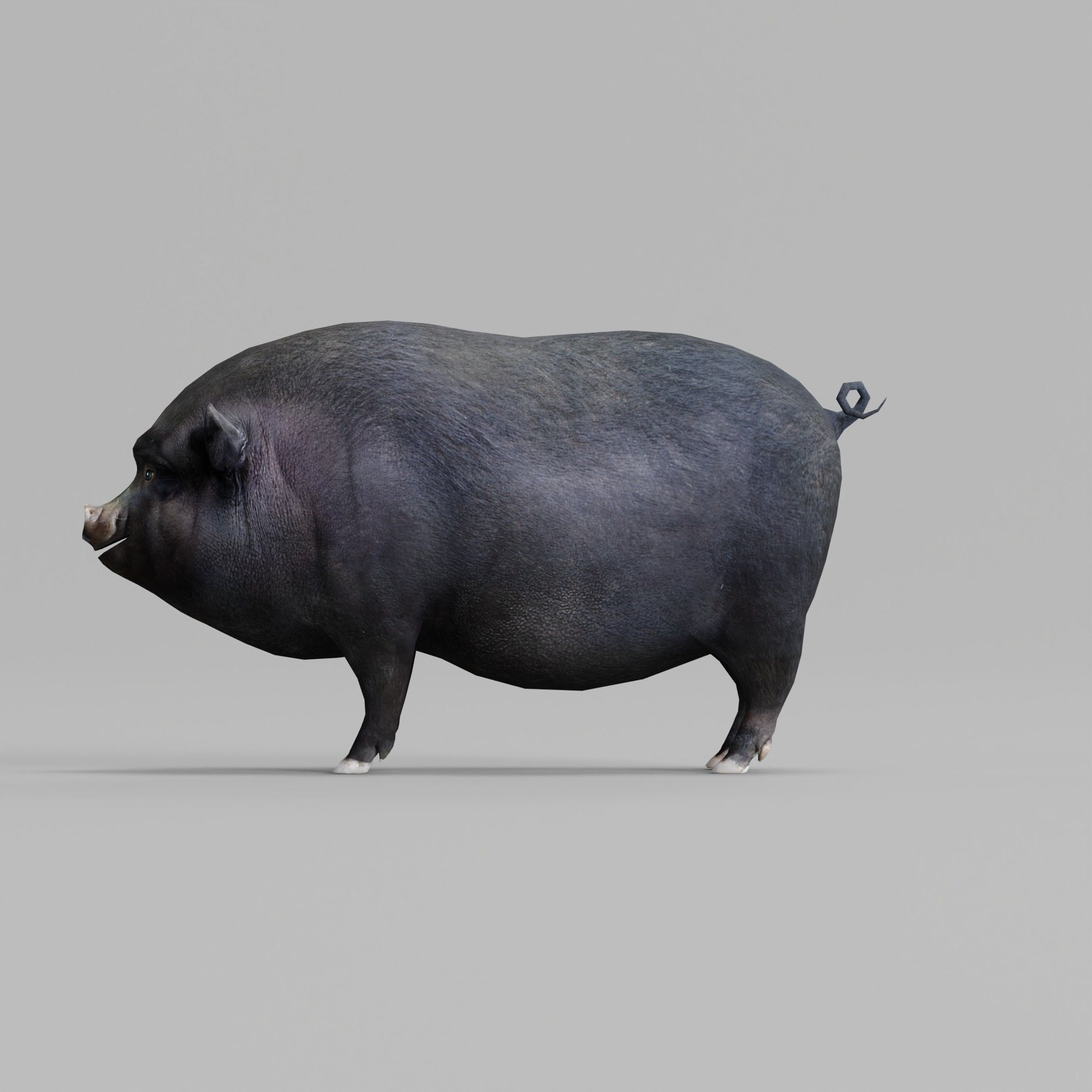 Vietnamese Pot-Bellied Pig Animal Low-poly 3D model_5