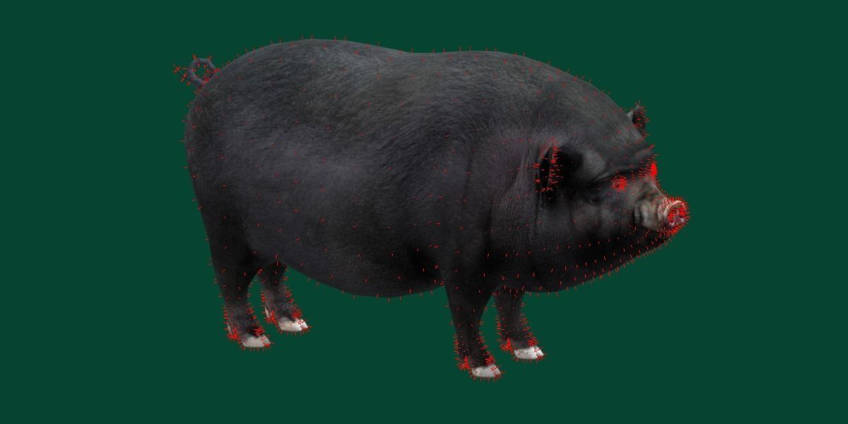 Vietnamese Pot-Bellied Pig Animal Low-poly 3D model_15