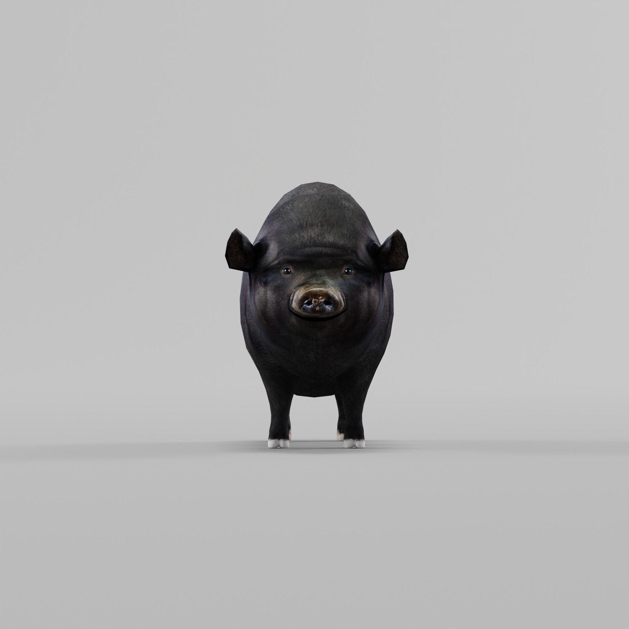 Vietnamese Pot-Bellied Pig Animal Low-poly 3D model_4