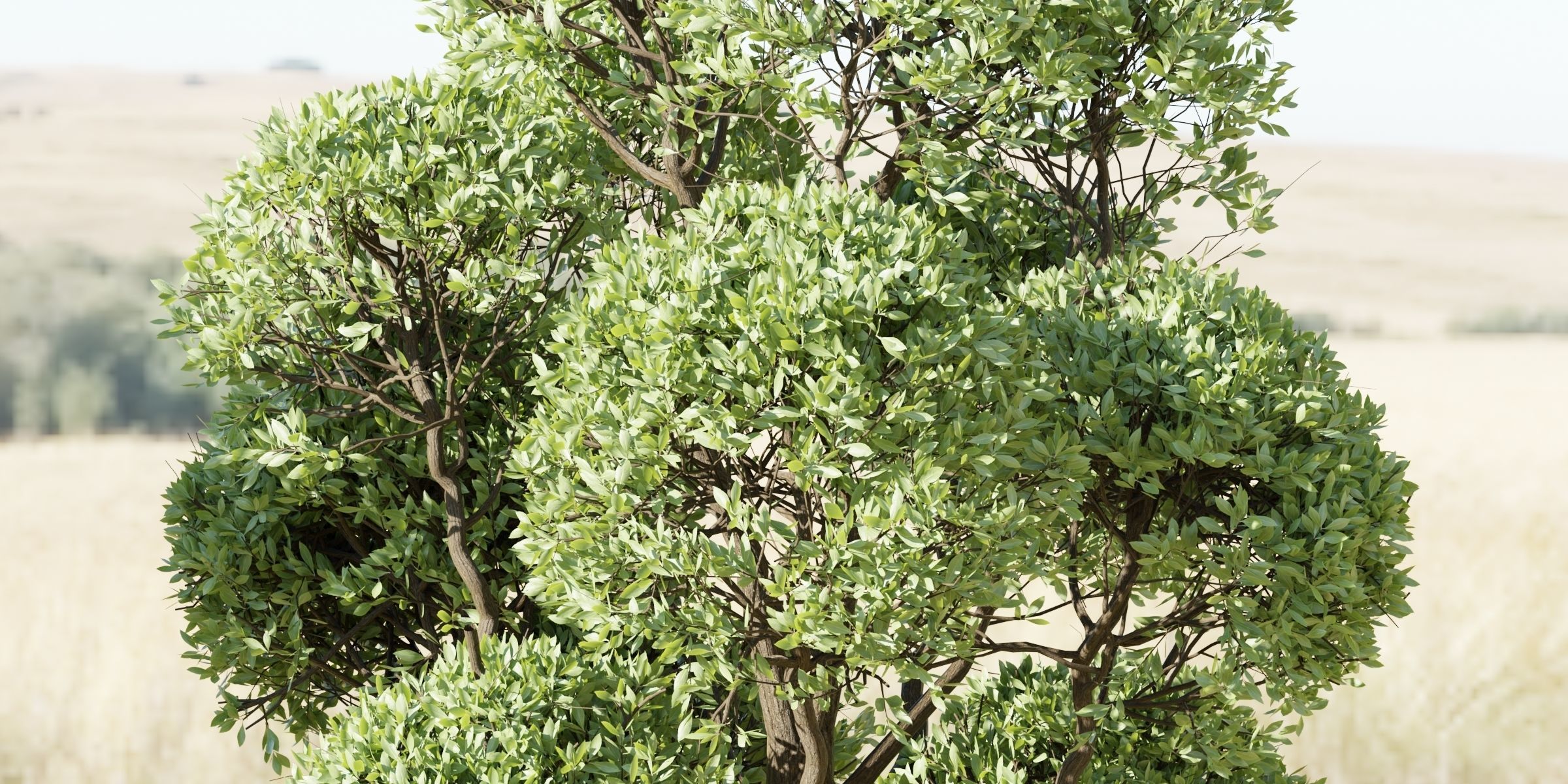 Outdoor Trees Collection vol 93-Blender 3D model_2