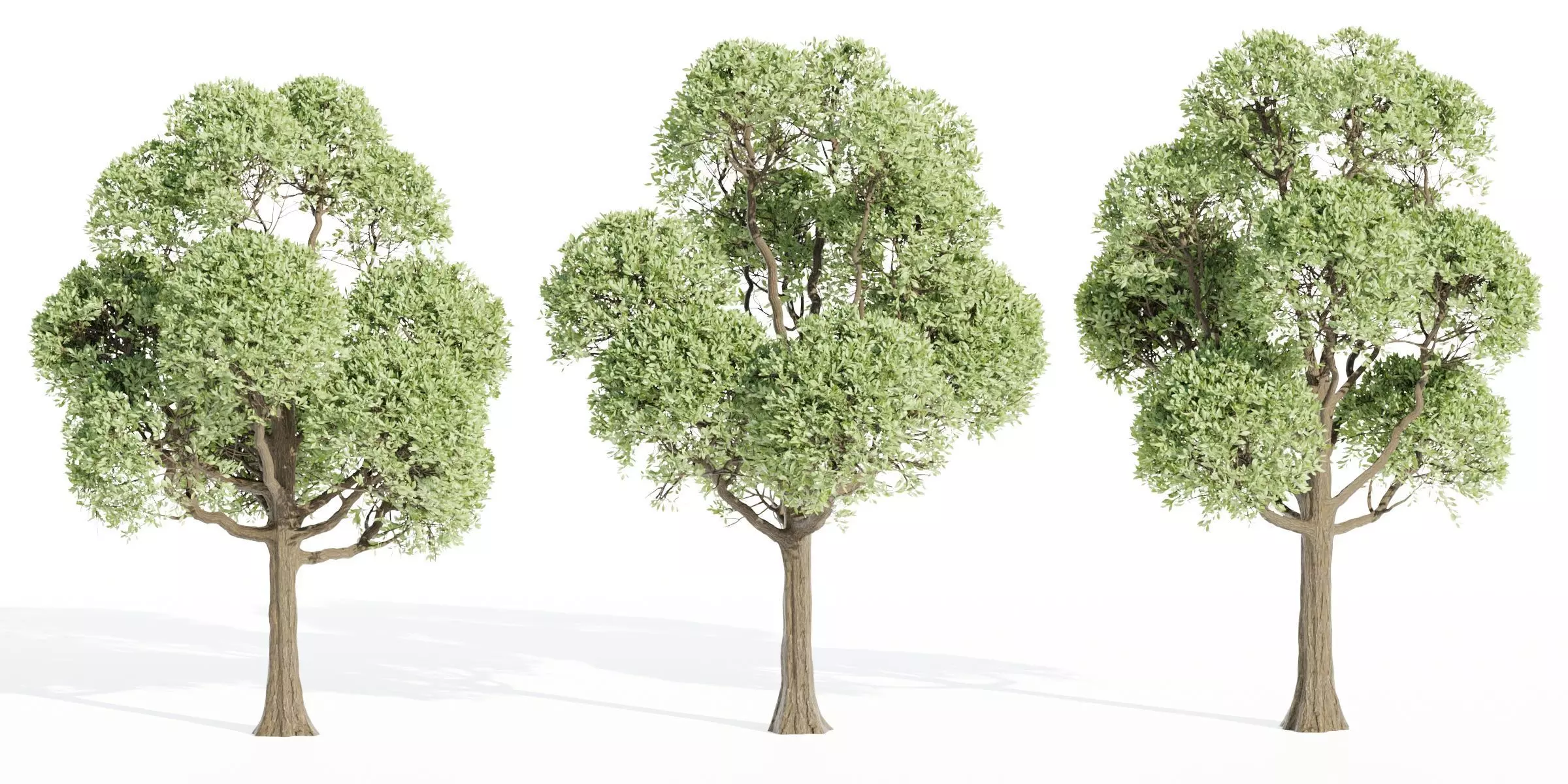 Outdoor Trees Collection vol 93-Blender 3D model_0