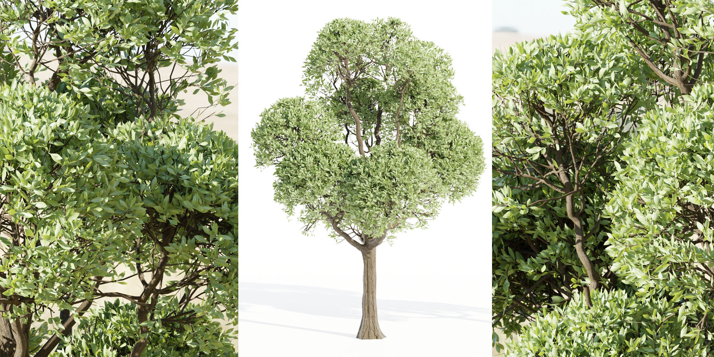 Outdoor Trees Collection vol 93-Blender 3D model_7