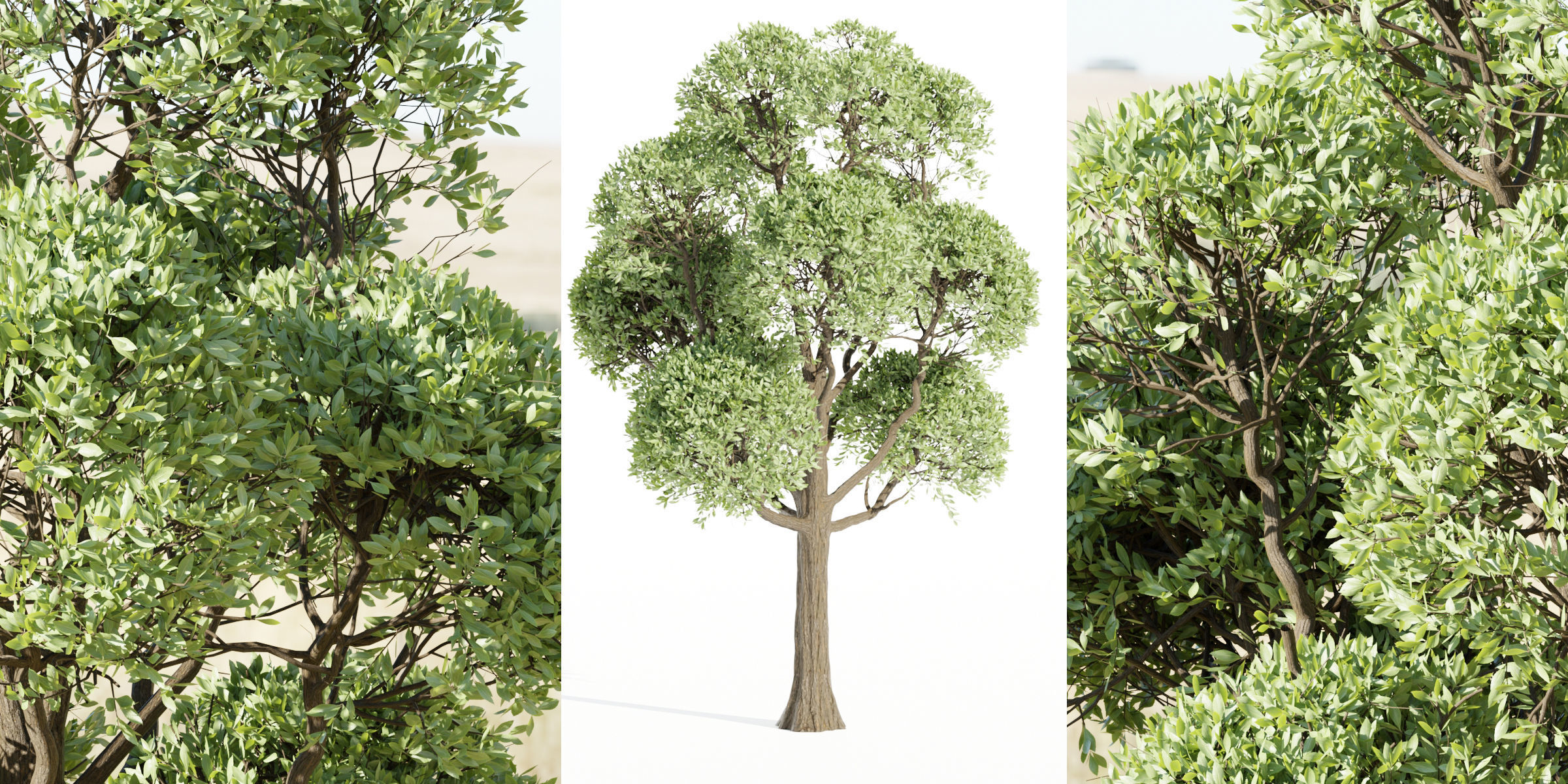 Outdoor Trees Collection vol 93-Blender 3D model_8
