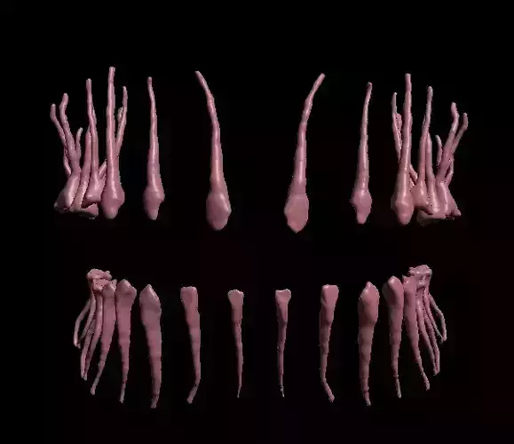 Teeth anatomy Pulp data only 3D print model