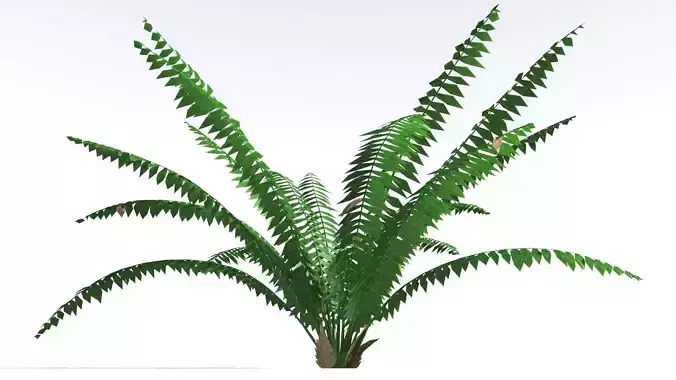 EVERYPlant Basket Fern LowPoly 2 --14 Models-- Low-poly 3D model