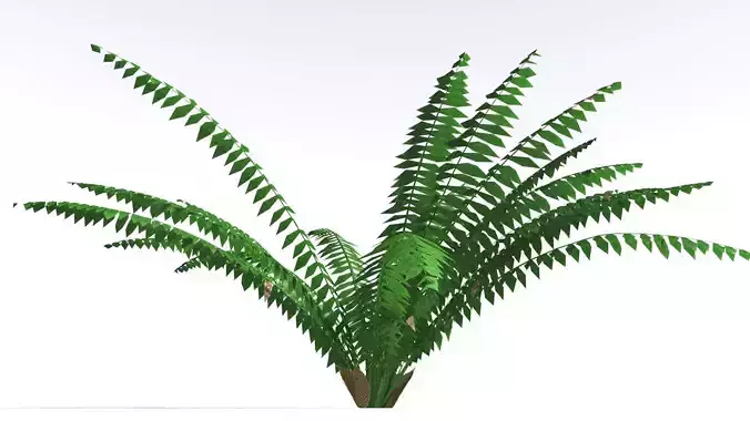 EVERYPlant Basket Fern LowPoly 3 --14 Models-- Low-poly 3D model