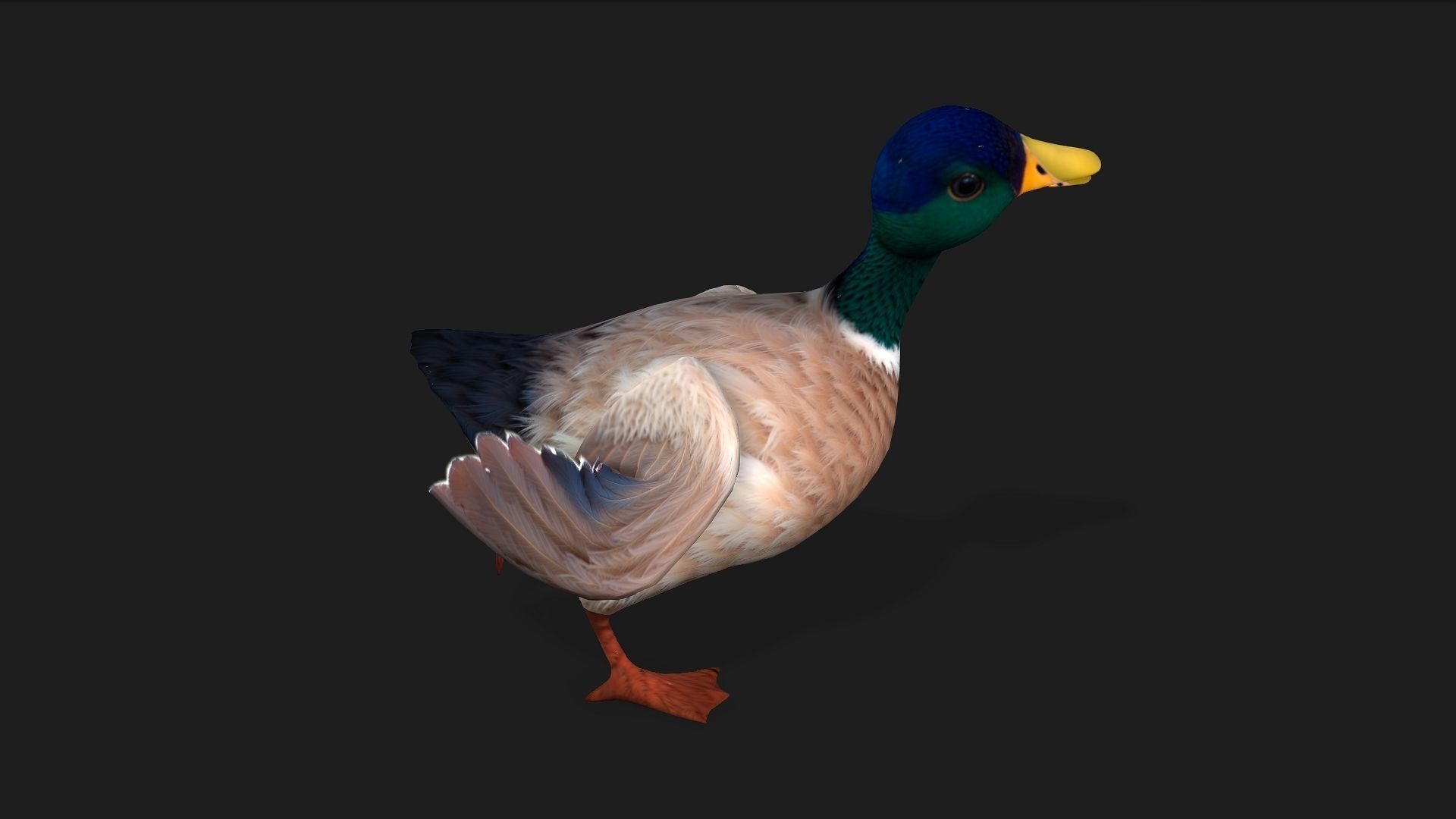 Duck A2 3D model_3