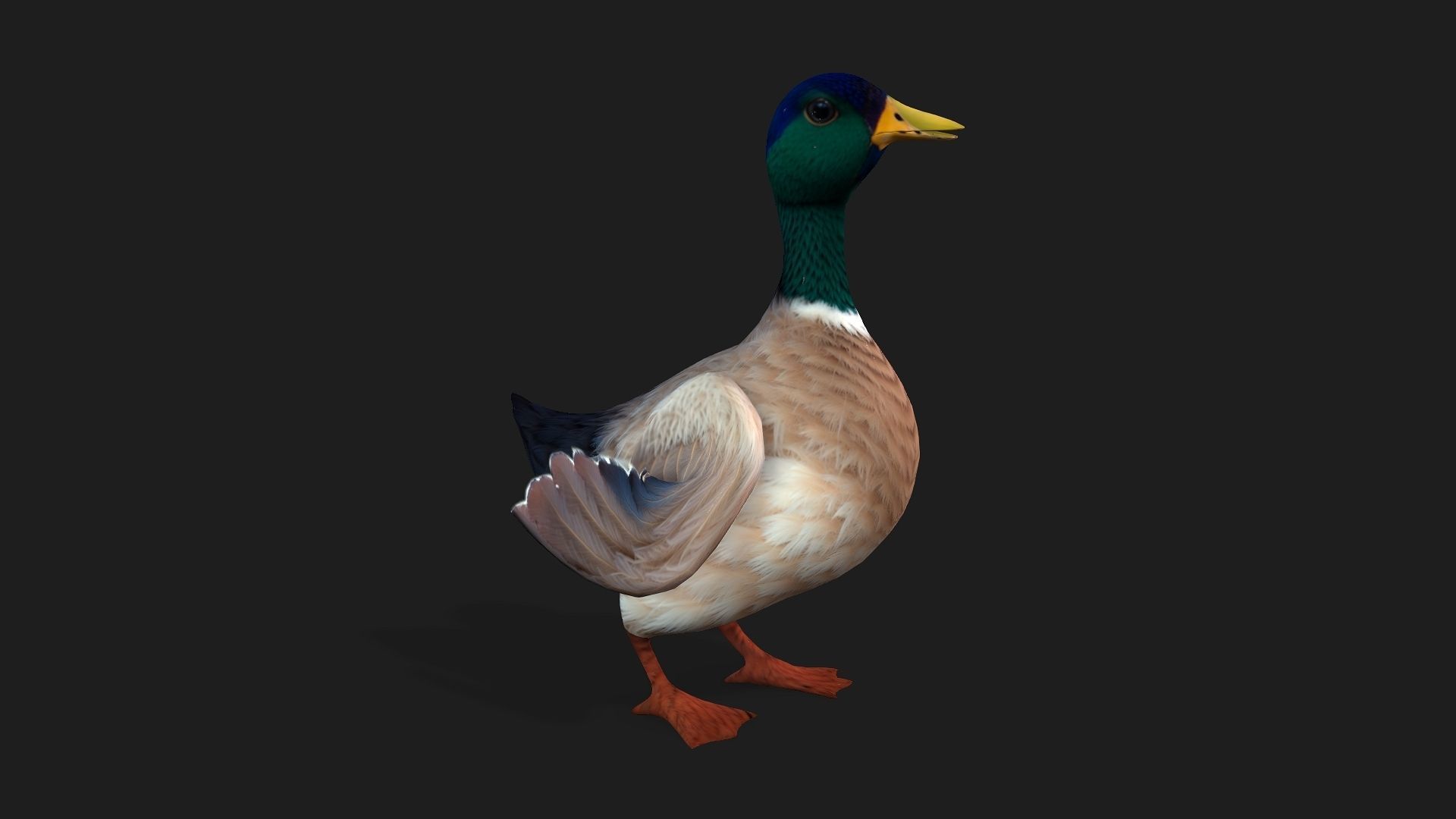Duck A2 3D model_2
