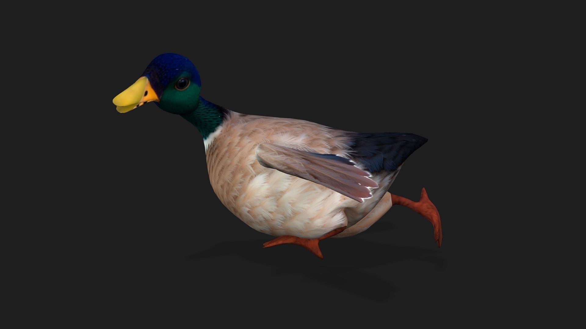 Duck A2 3D model_4