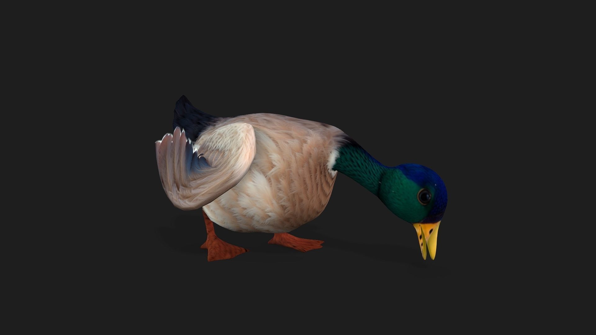 Duck A2 3D model_6