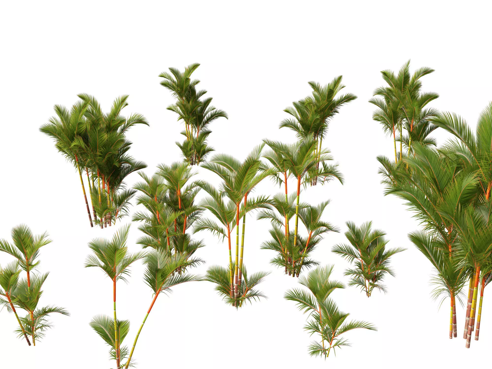 Cyrtostachys renda - Lipstick Palm 3D model_0