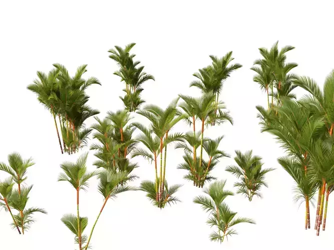 Cyrtostachys renda - Lipstick Palm