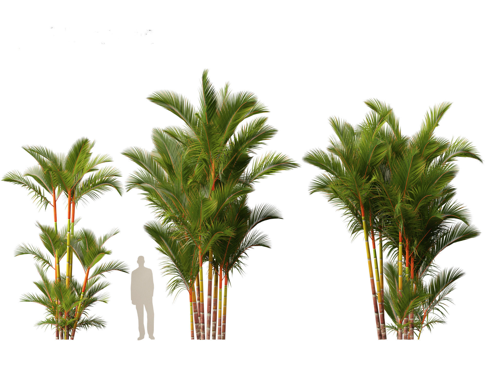 Cyrtostachys renda - Lipstick Palm 3D model_11