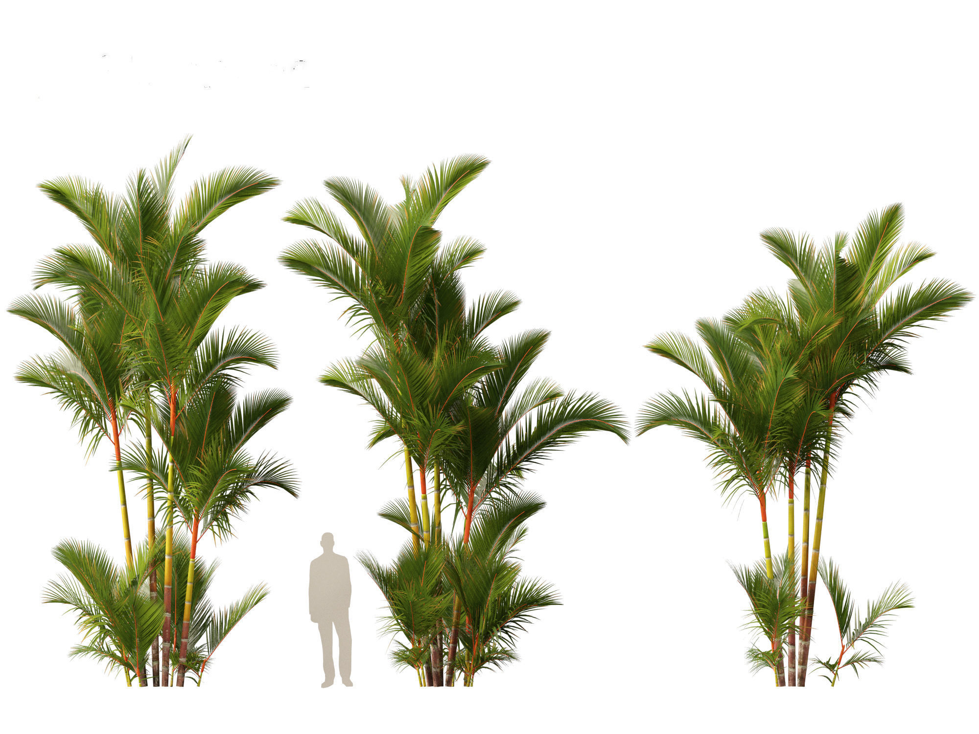 Cyrtostachys renda - Lipstick Palm 3D model_13
