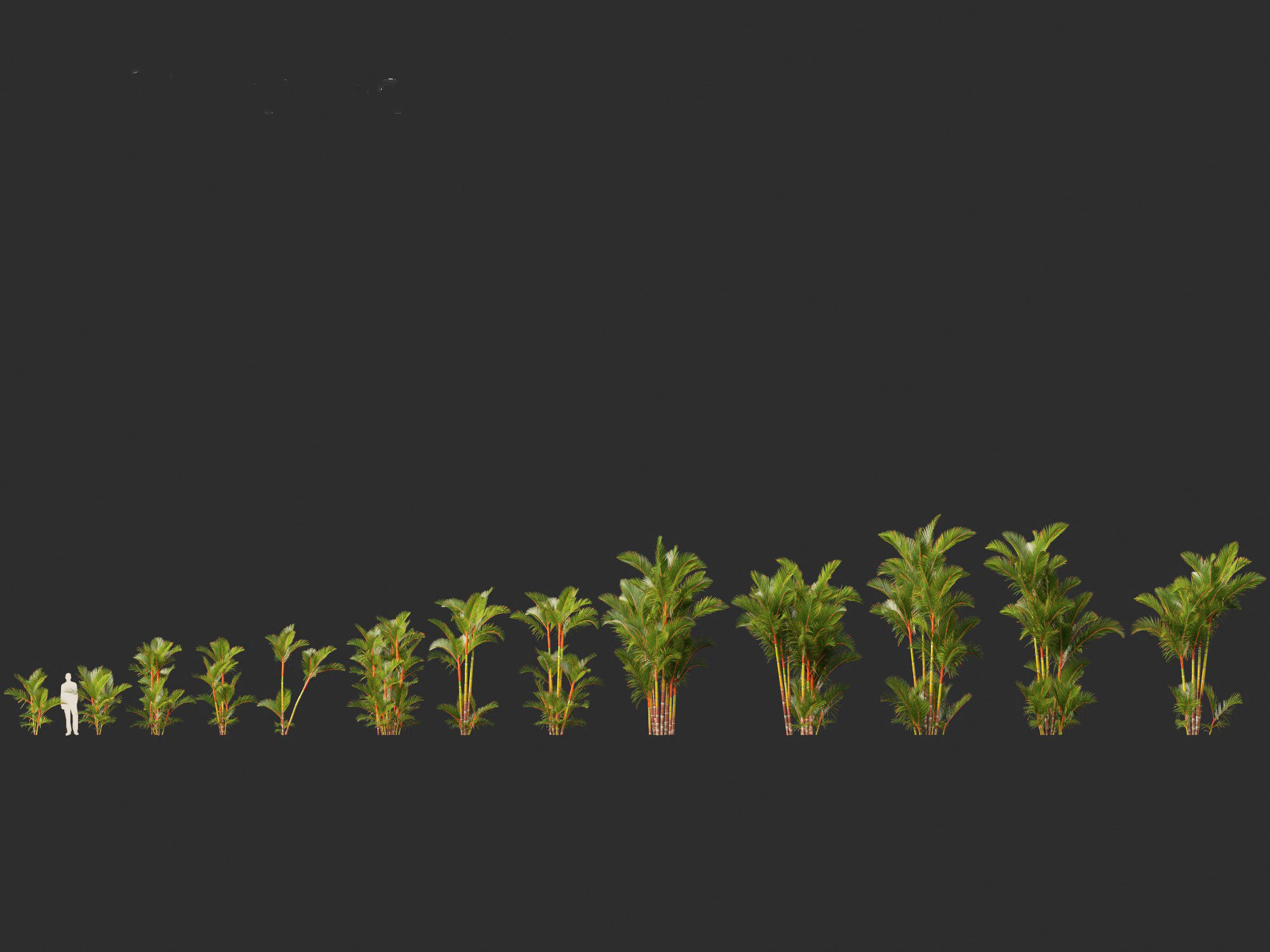 Cyrtostachys renda - Lipstick Palm 3D model_6
