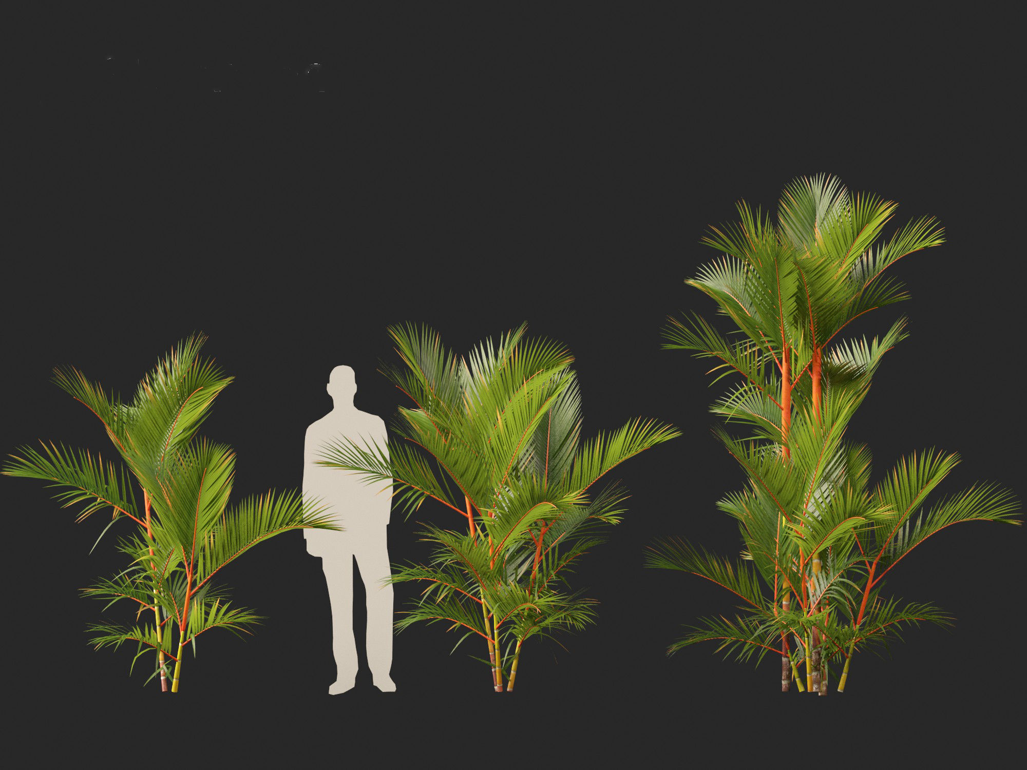 Cyrtostachys renda - Lipstick Palm 3D model_8