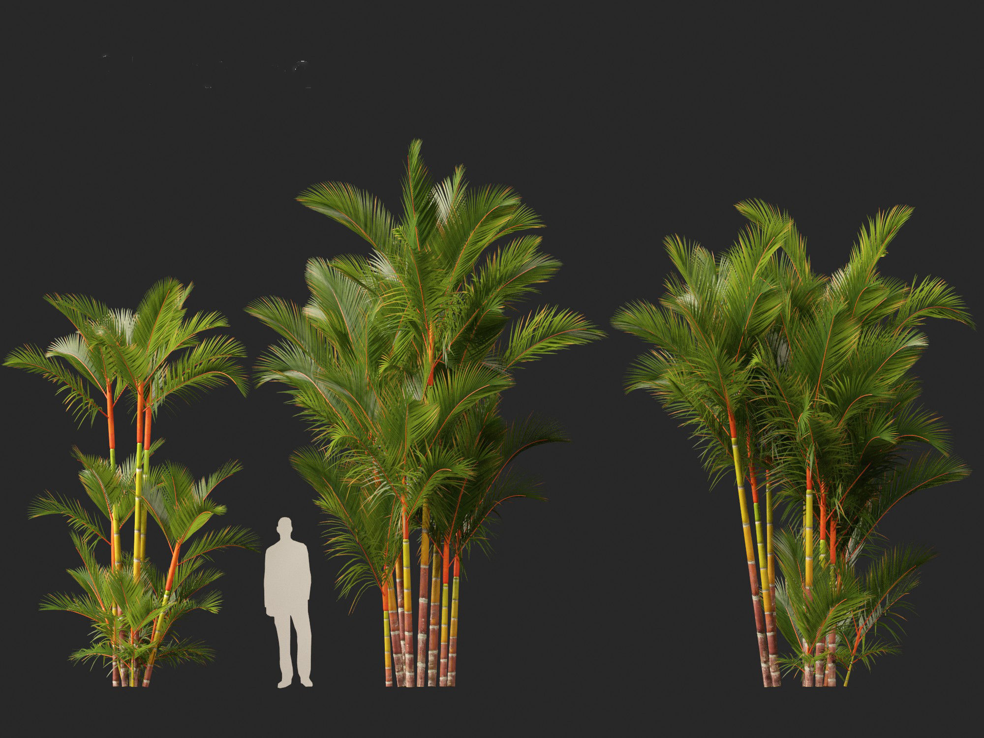 Cyrtostachys renda - Lipstick Palm 3D model_12