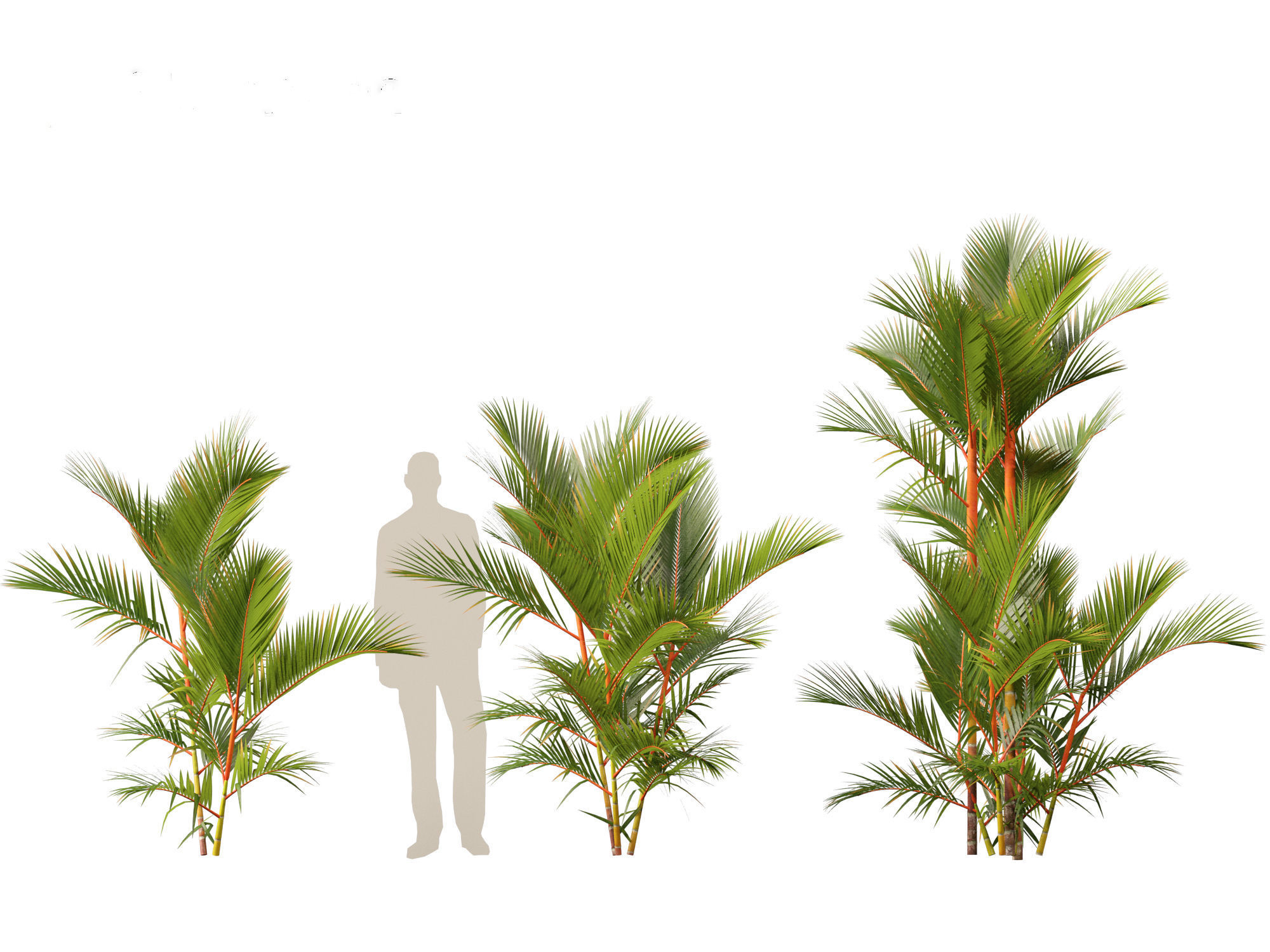 Cyrtostachys renda - Lipstick Palm 3D model_7