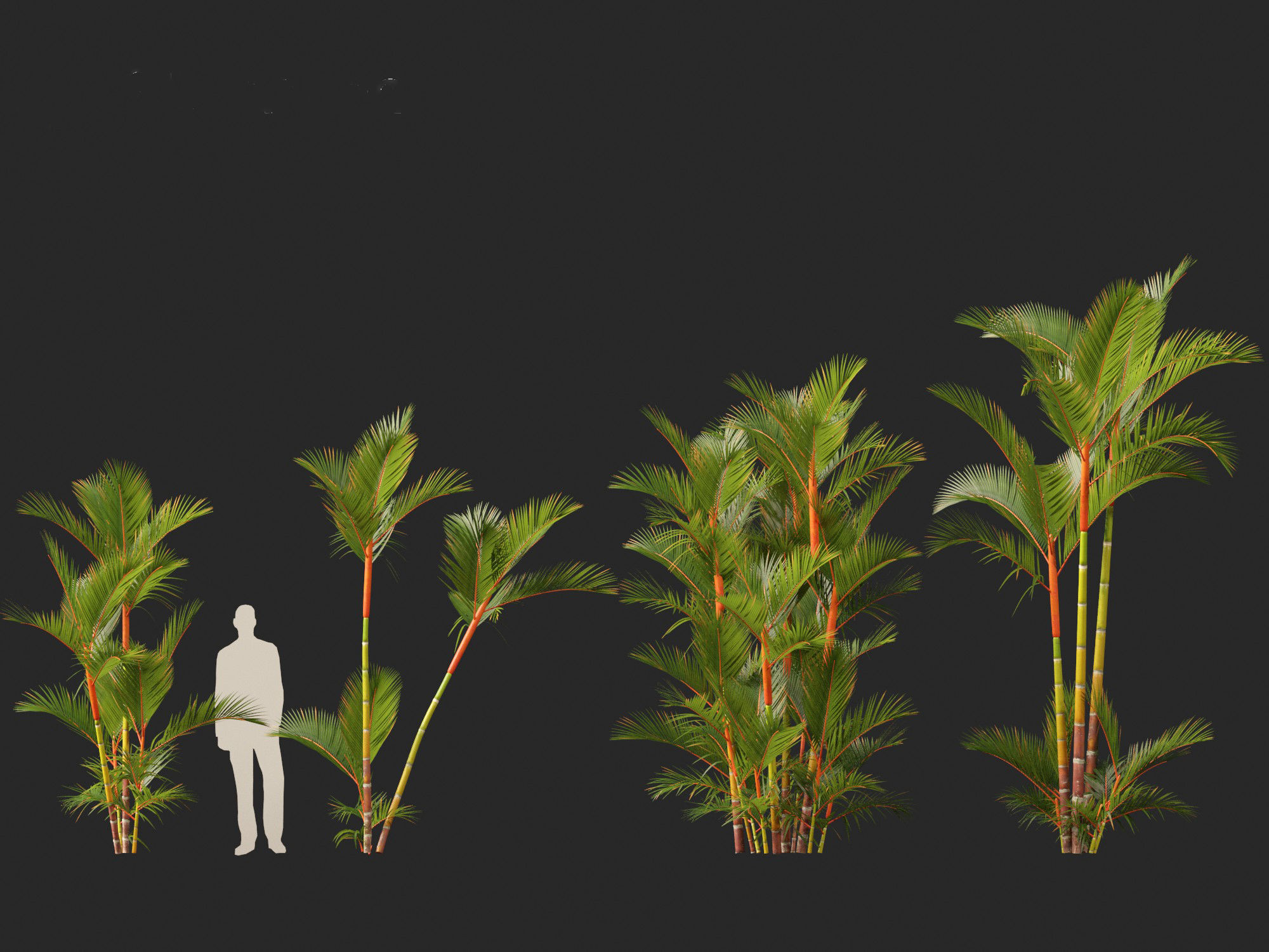 Cyrtostachys renda - Lipstick Palm 3D model_10