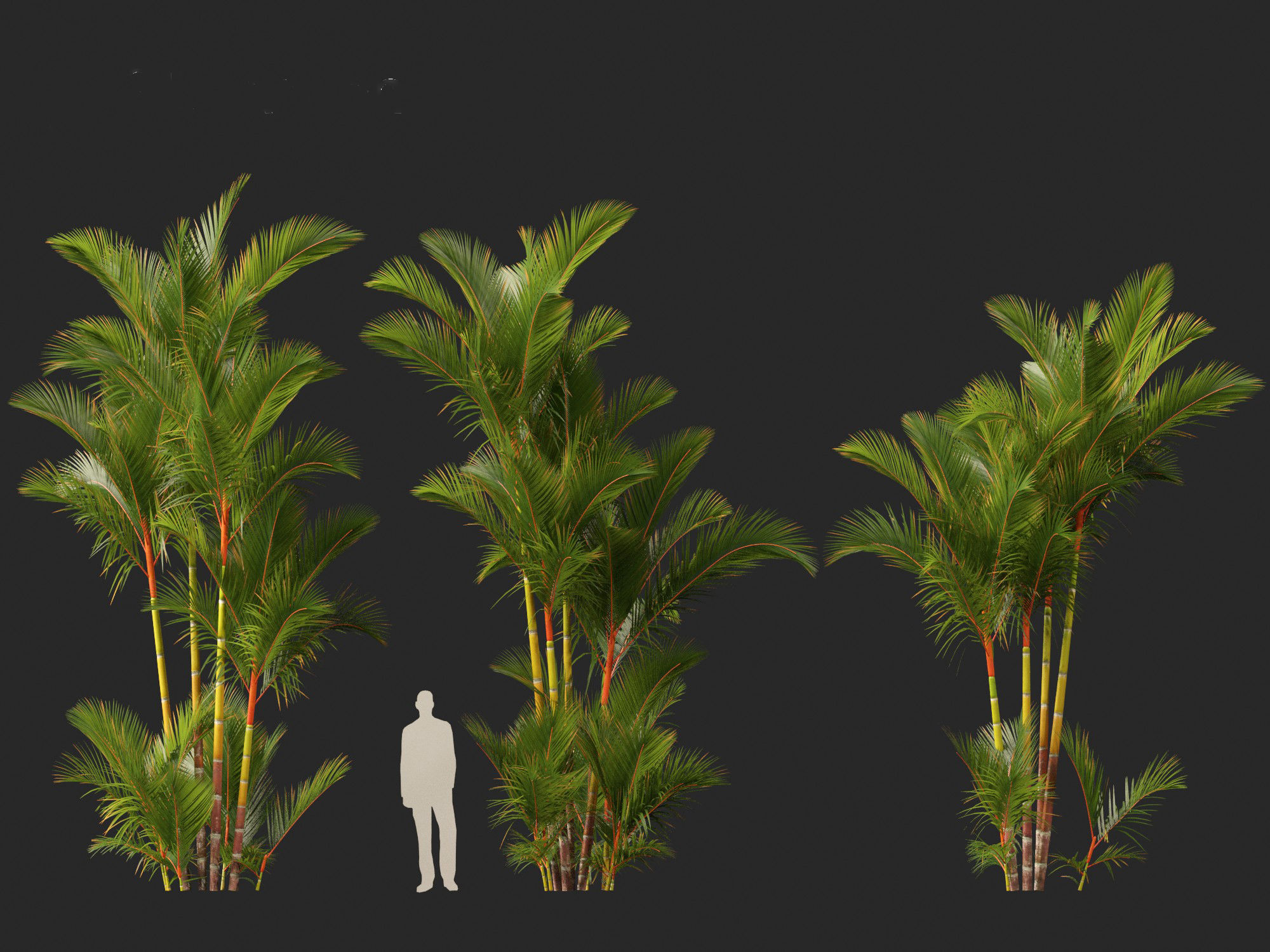 Cyrtostachys renda - Lipstick Palm 3D model_4