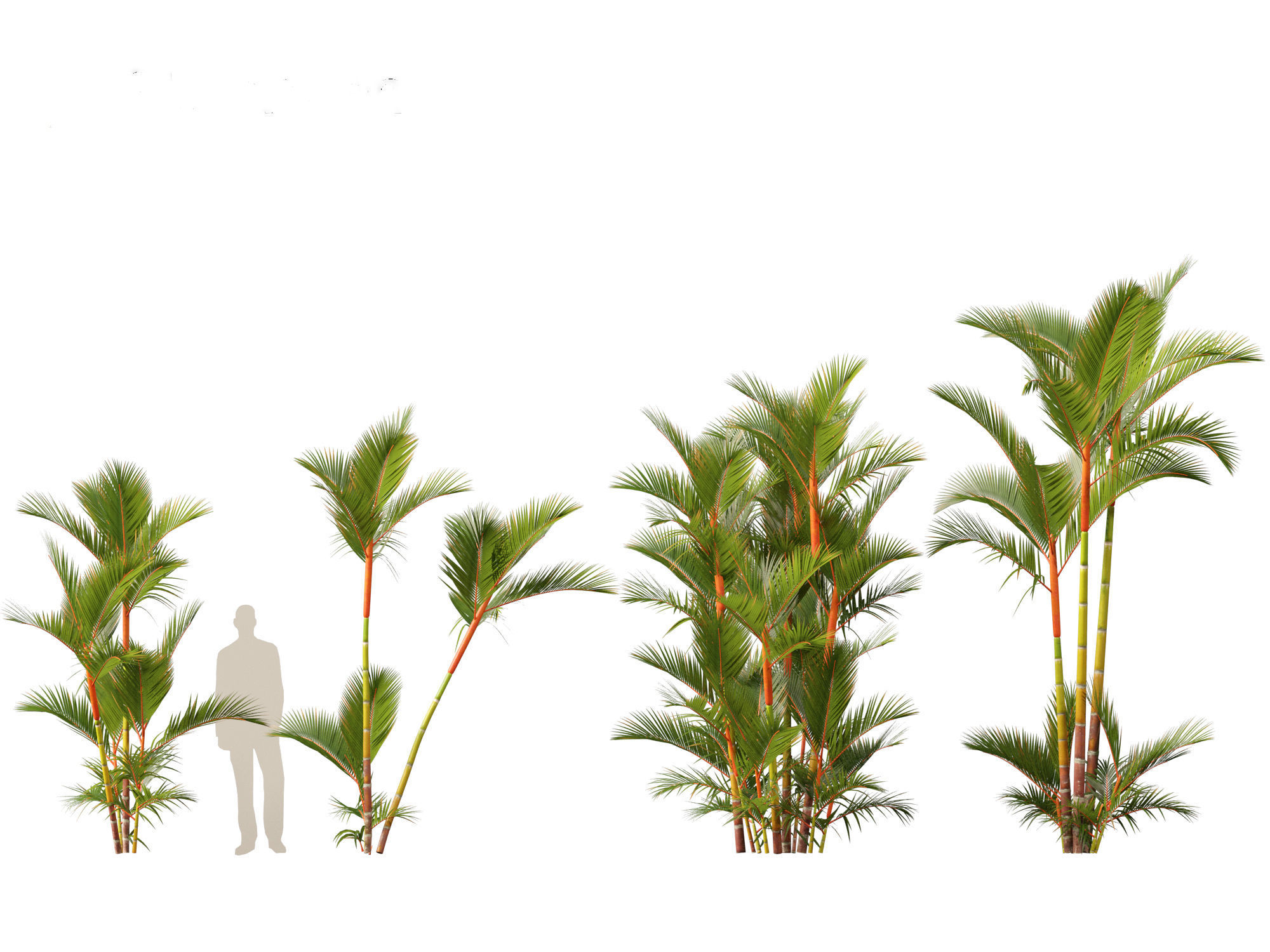 Cyrtostachys renda - Lipstick Palm 3D model_9