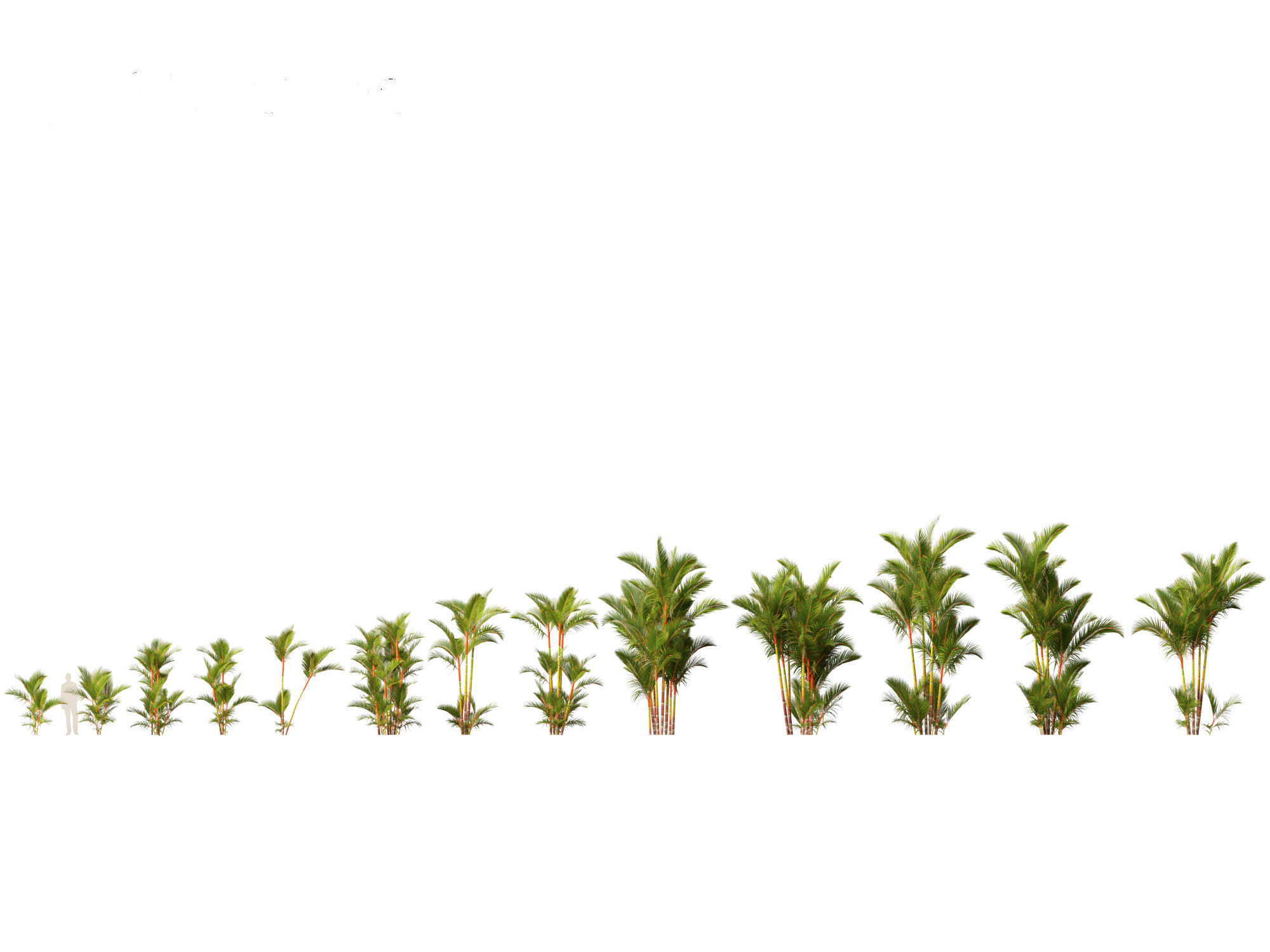 Cyrtostachys renda - Lipstick Palm 3D model_3